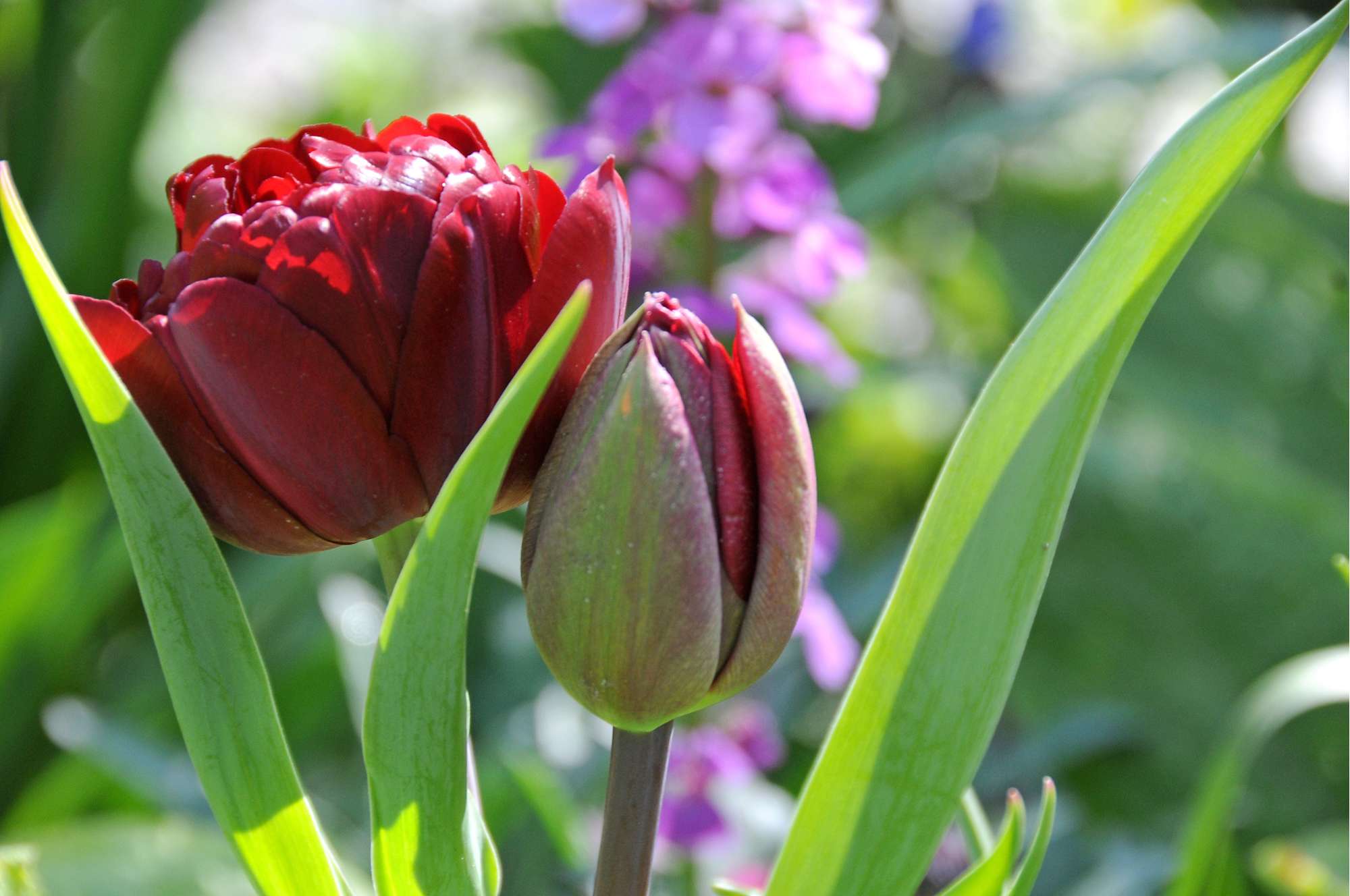 Tulpe 'Uncle Tom'